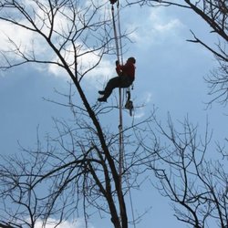 Boyd Bros Tree Care