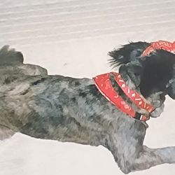 Deanna's Doggie Boutique - Leo
