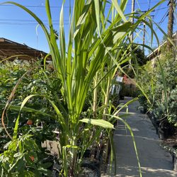 Laguna Hills Nursery