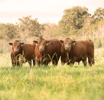 HeartBrand Beef by null