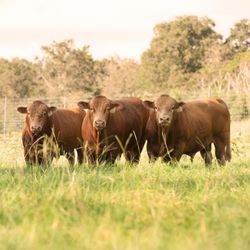 HeartBrand Beef - HeartBrand Cattle sells fullblood Akaushi bulls year round to cattle producers around the nation and internationally.