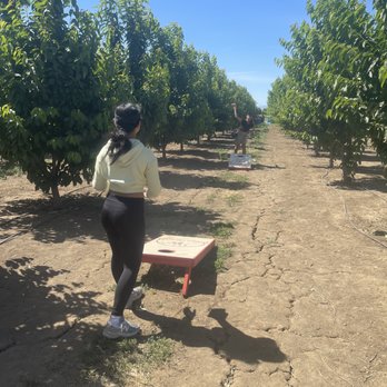 Diablo Cherries - Pick Your Own Farms Near Me - Brentwood, California
