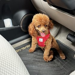 Pups at Play Livingston - This Gigi she went to pups at play Montclair she like it there every one was great with her