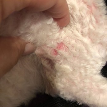 Paws Palace - Pet Groomers Near Me - Santa Clara, California
