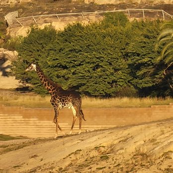 Africa Tram - Giraffe - Zoos Near Me - Escondido, California