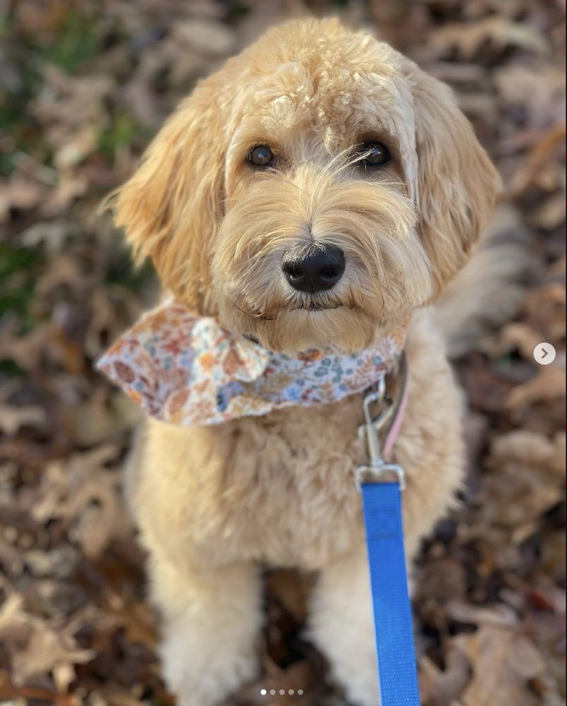 Dude’s Dog House & Spa - pet boarding facility in Falls Church, VA