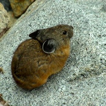 Desolation Wilderness - Pika - Hiking Near Me