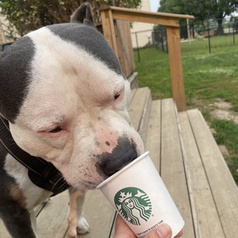 Starbucks - Pup cup - Coffee & Tea Near Me - Greenwood, Indiana