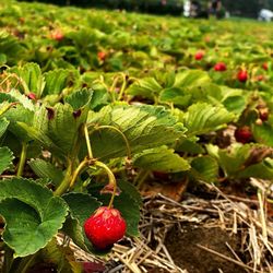 Sam Mazza's Farm Market