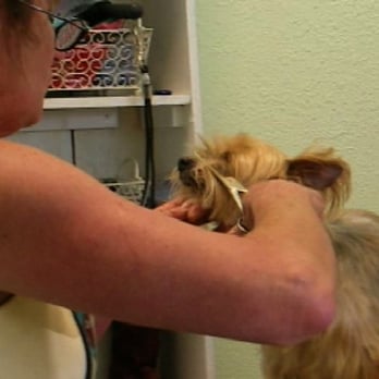 Doggie Dos - Pet Groomers Near Me - La Mesa, California Doggie Dos - Pet Groomers Near Me - La Mesa, California