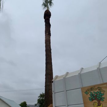 Aid Tree Care - Our Palm Tree all cleaned up - Tree Services Near Me - Rialto, California