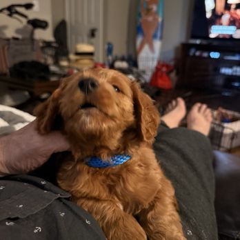 California Goldendoodle - Pet Breeders Near Me