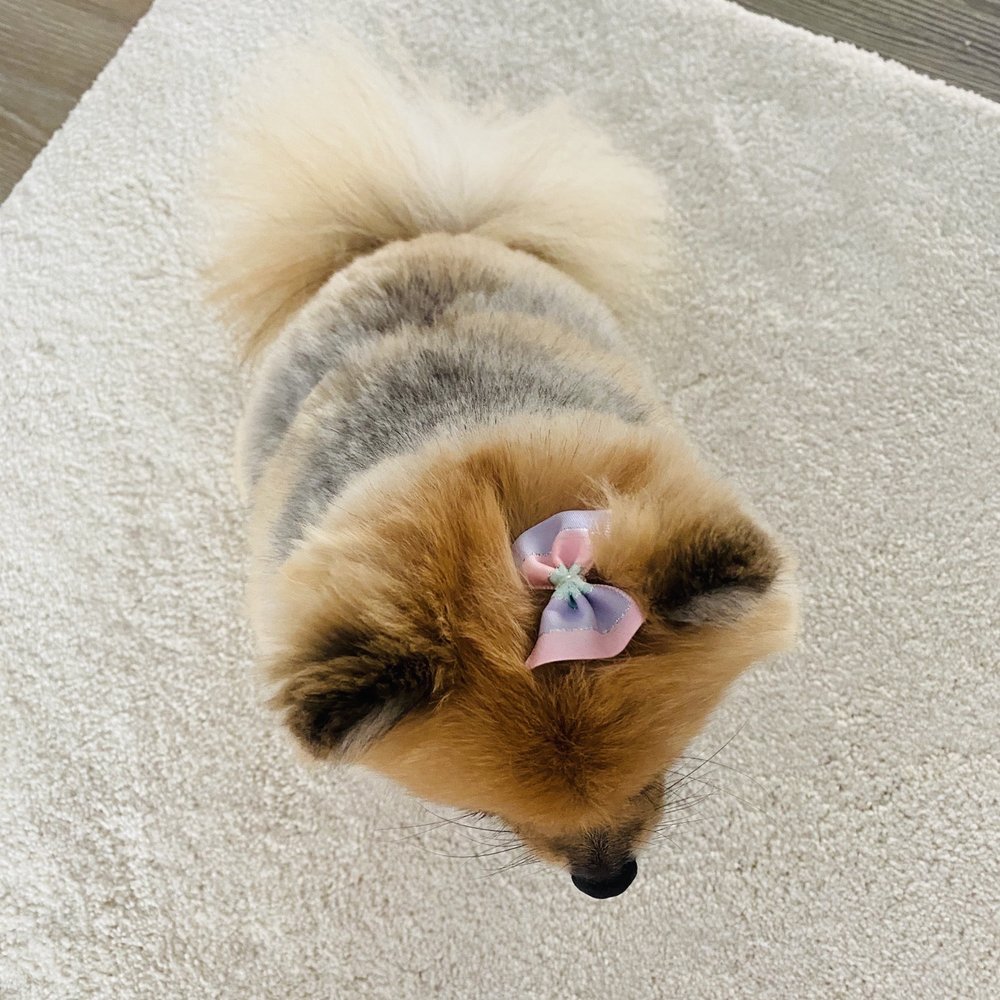 Priscilla's Grooming - They always add a cute bow too! - Pet Groomers Near Me - San Diego, California Priscilla's Grooming - They always add a cute bow too! - Pet Groomers Near Me - San Diego, California