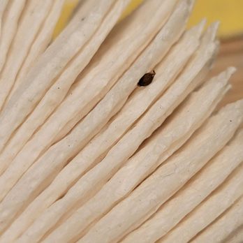San Clemente Inn - Roach on the table in my napkins - Hotels Near Me - San Clemente, California San Clemente Inn - Roach on the table in my napkins - Hotels Near Me - San Clemente, California