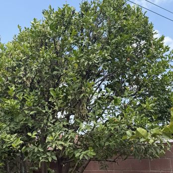 Eddie’s Landscaping And Tree Service - Trimmed trees. - Landscaping Near Me