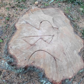 SBC Trees - Tree Services Near Me SBC Trees - Tree Services Near Me