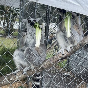 Wellington Conservation Center - Lemurs - Petting Zoos Near Me - Wellington, Florida