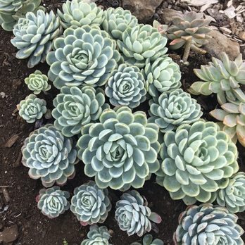 Ali'i Kula Lavender - Succulents on the farm - Tours Near Me - Kula, Hawaii Ali'i Kula Lavender - Succulents on the farm - Tours Near Me - Kula, Hawaii
