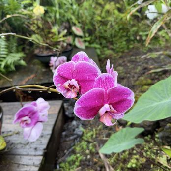 Hana Farms - Attraction Farms Near Me - Hana, Hawaii