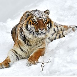 Loving Hands Massage - Awaken Your Inner Tiger
