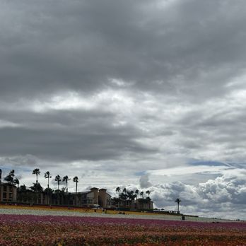 The Flower Fields - Flowers - Venues & Event Spaces Near Me - Carlsbad, California