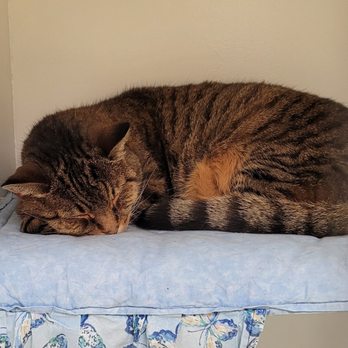The Cat Chalet - Relax, we got this! - Pet Boarding Near Me - Randolph, New Jersey