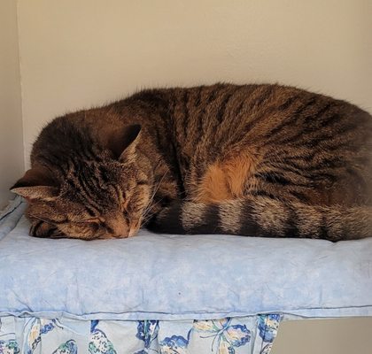 Senior Cats - We cater to cats over 10 years old.  We can help with medication, special needs, and attention to detail.