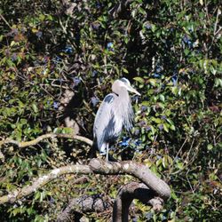 Oak Creek Apartments - Egret viewed from our back window/sliding door