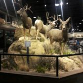Cabelas El Paso Tx >> Cabela S 18 Fotos Y 11 Resenas Equipamiento Para Caza Y Cabelas El Paso Tx >> Cabela S 18 Fotos Y 11 Resenas Equipamiento Para Caza Y