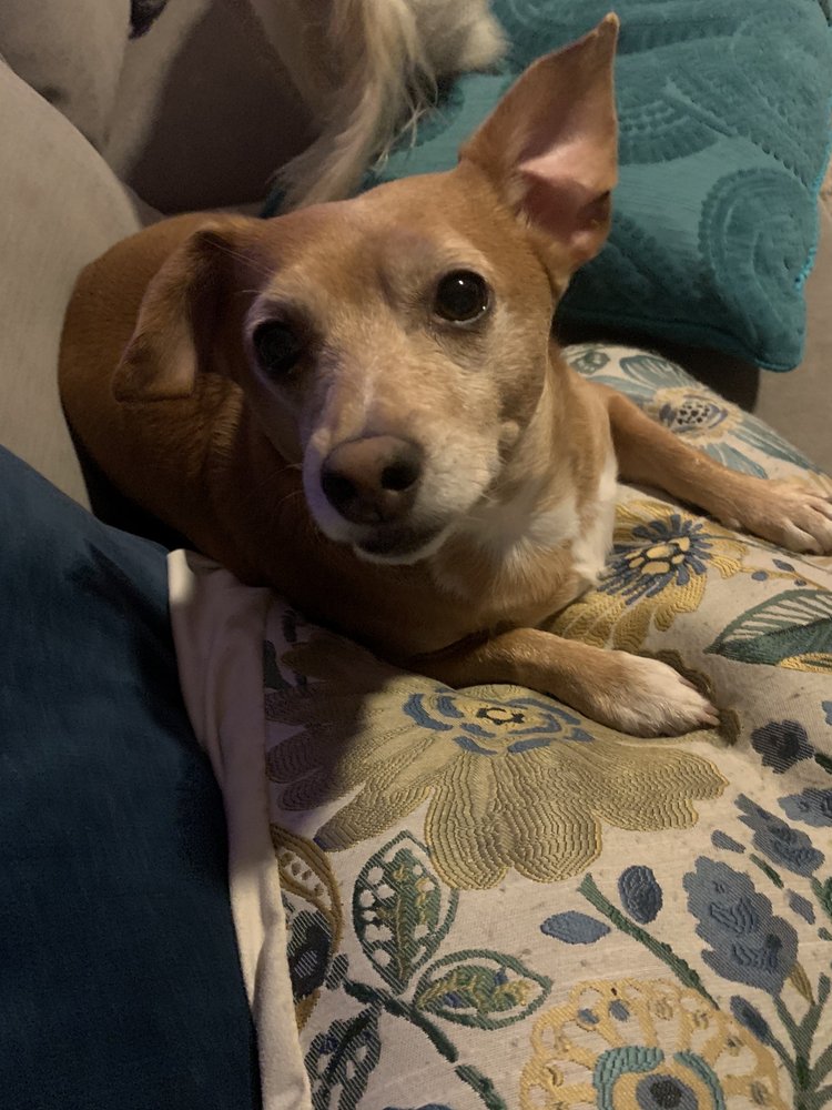 LA QUINTA DOG PARK Updated August 2024 13 Photos & 16 Reviews