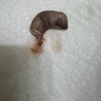 Petco - Frozen Mice - Pet Training Near Me - Las Vegas, Nevada Petco - Frozen Mice - Pet Training Near Me - Las Vegas, Nevada