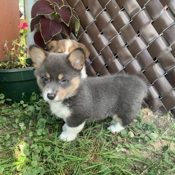 Pet City Pets - This is a rare "blue" Welsh Corgi puppy that we get in about once a year - Pet Stores Near Me - Ypsilanti, Michigan Pet City Pets - This is a rare "blue" Welsh Corgi puppy that we get in about once a year - Pet Stores Near Me - Ypsilanti, Michigan