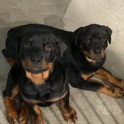 Redwood Animal Hospital - Puppies!