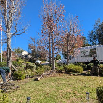 Paez Tree Service - Tree Services Near Me - Anaheim, California Paez Tree Service - Tree Services Near Me - Anaheim, California