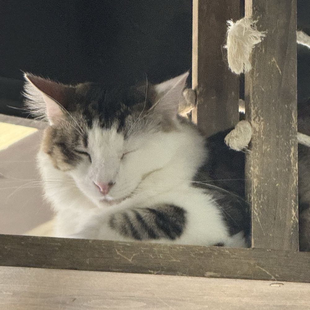 CatCafe Lounge - Community Service/Non-Profit Near Me - Marina del Rey, California CatCafe Lounge - Community Service/Non-Profit Near Me - Marina del Rey, California