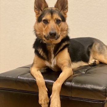 J9's K9s Dog Training - Our 47 lb. German Shepard, Husky, Belgian Malinois mix is a handful to train, and so worth it! - Pet Training Near Me - Canoga Park, California J9's K9s Dog Training - Our 47 lb. German Shepard, Husky, Belgian Malinois mix is a handful to train, and so worth it! - Pet Training Near Me - Canoga Park, California