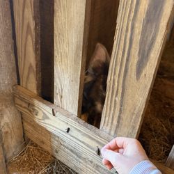Old Baker Farm - Pig