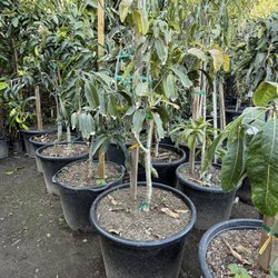 Nueva Esperanza Nursery