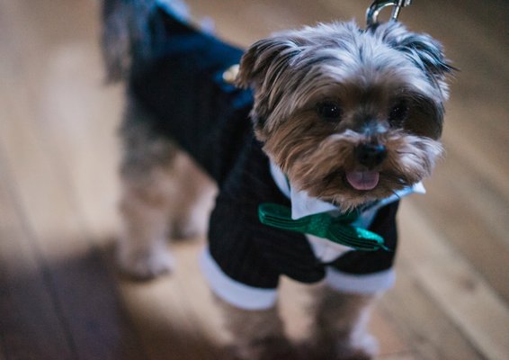 roxie daisy pet salon