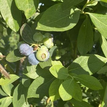 Temecula Berry - Farms Near Me - Temecula, California