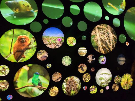 Museu do Amanhã by null