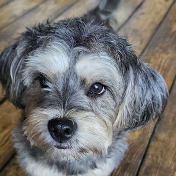Roam with Me Travel - Coco, the greeter at the rainforest resort we stayed at in Belize. - Travel Agents Near Me - St. Peters, Missouri Roam with Me Travel - Coco, the greeter at the rainforest resort we stayed at in Belize. - Travel Agents Near Me - St. Peters, Missouri