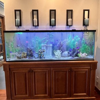 Triton Aquarium Services - Fresh water - Aquarium Services Near Me Triton Aquarium Services - Fresh water - Aquarium Services Near Me