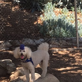 My Shiba Inu Bottom With Some Friendly Huge Dogs They