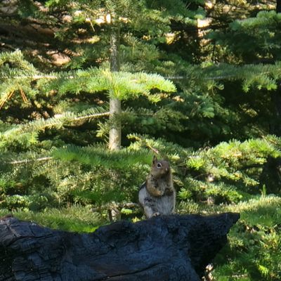 Tharp's Log by null