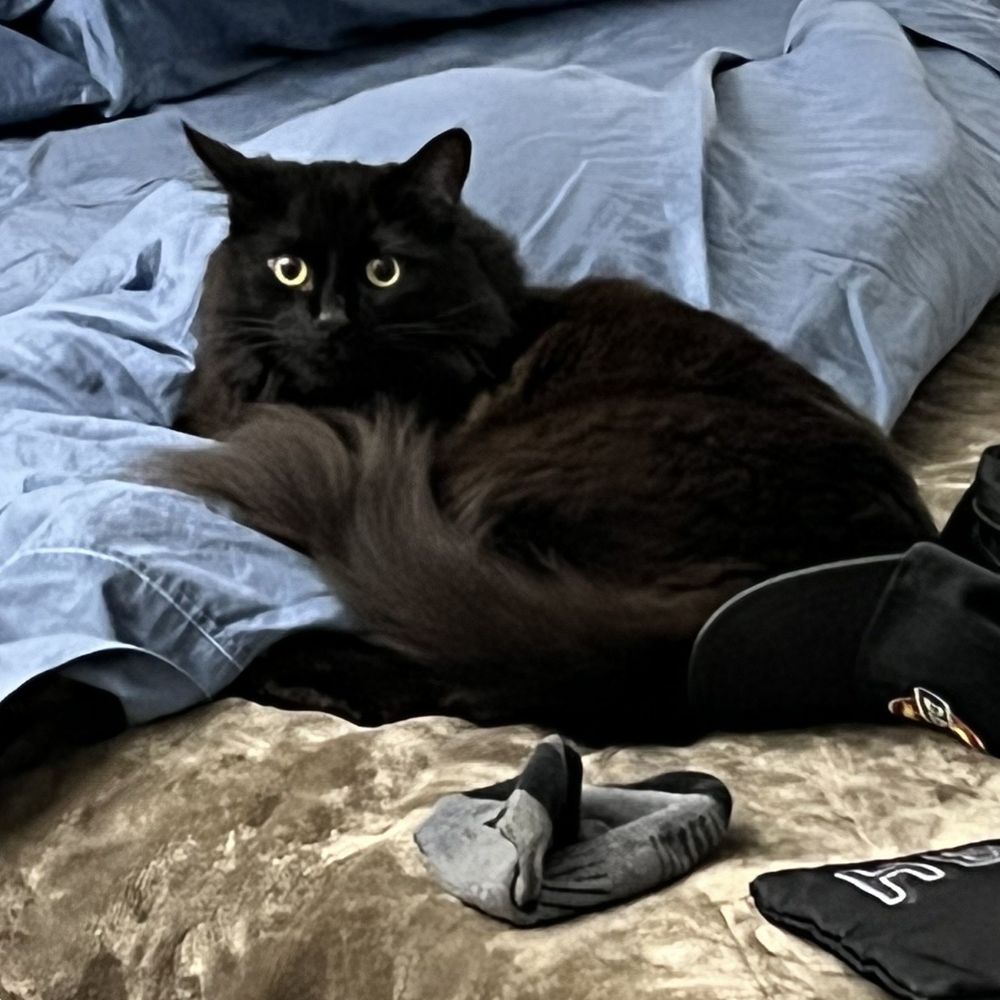 A Cat Hospital - He's back to being his fluffy self - Veterinarians Near Me - Henderson, Nevada A Cat Hospital - He's back to being his fluffy self - Veterinarians Near Me - Henderson, Nevada
