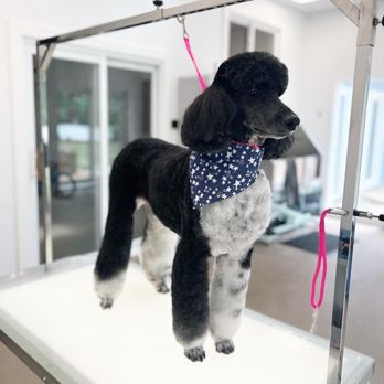 Opawlence Dog Grooming - Keira the standard poodle after her spa day - Pet Groomers Near Me Opawlence Dog Grooming - Keira the standard poodle after her spa day - Pet Groomers Near Me