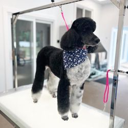 Opawlence Dog Grooming - Keira the standard poodle after her spa day