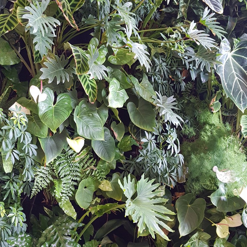 Sarava Açaí Café - A living wall. Super cool! - Juice Bars & Smoothies Near Me - Wilton Manors, Florida Sarava Açaí Café - A living wall. Super cool! - Juice Bars & Smoothies Near Me - Wilton Manors, Florida