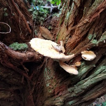 Ma'akua Ridge Trail - Shrooms - Hiking Near Me - Hauula, Hawaii Ma'akua Ridge Trail - Shrooms - Hiking Near Me - Hauula, Hawaii